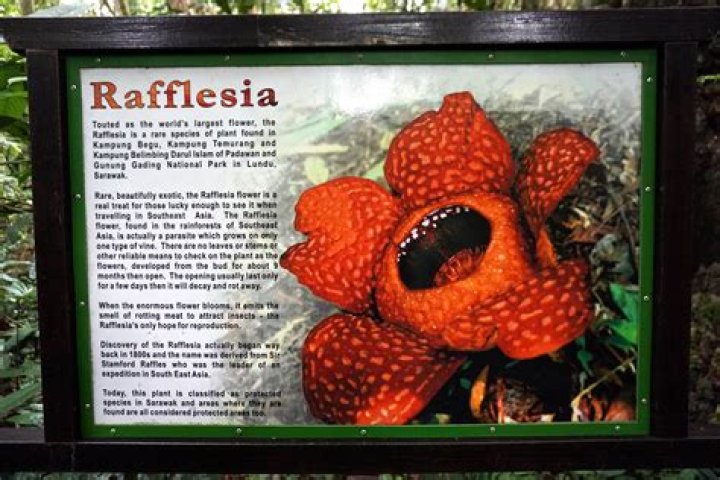 How does the Rafflesia flower reproduce?