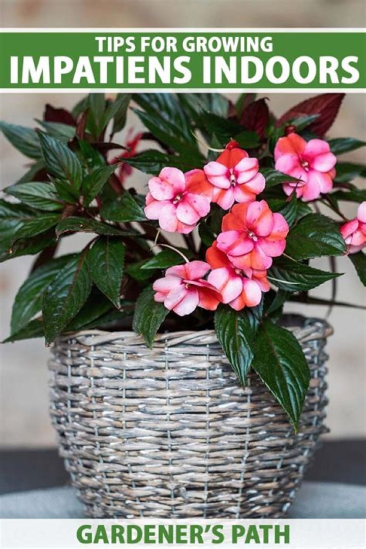 How far apart do you plant dwarf azaleas?
