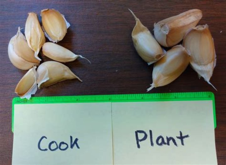 How far apart do you plant silver sheen?