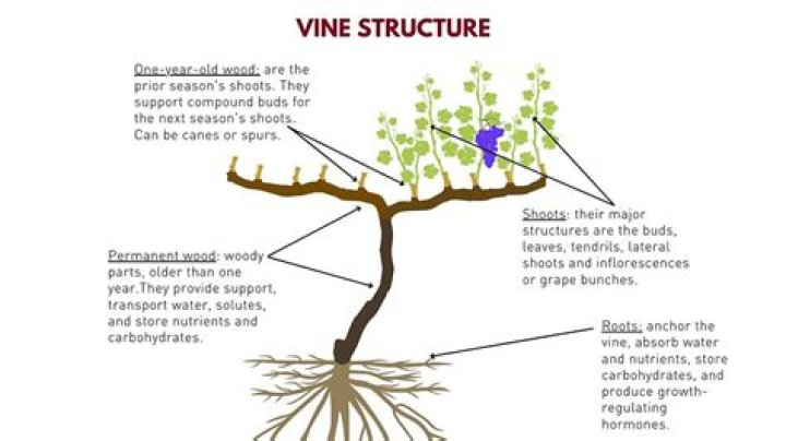How far do grape vine roots go