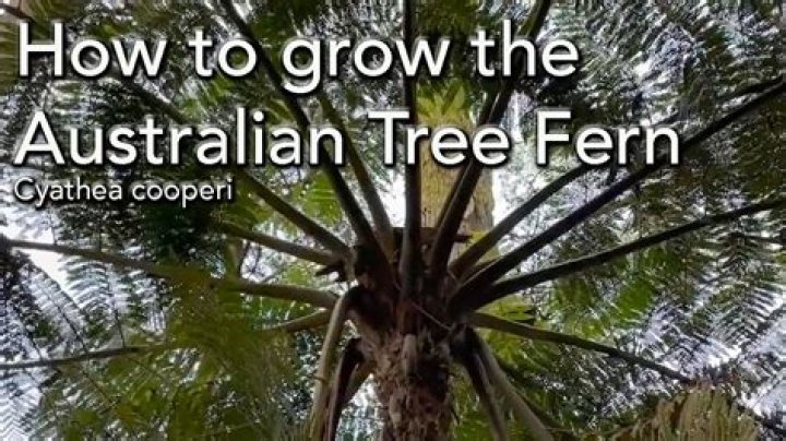 How fast does a tree fern grow