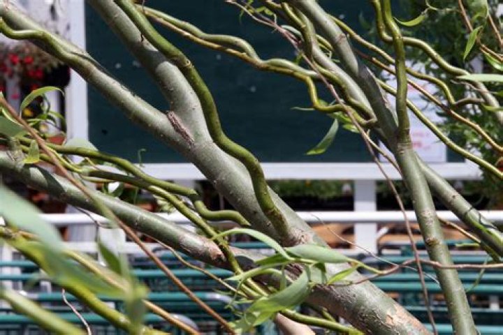 How fast does corkscrew willow grow