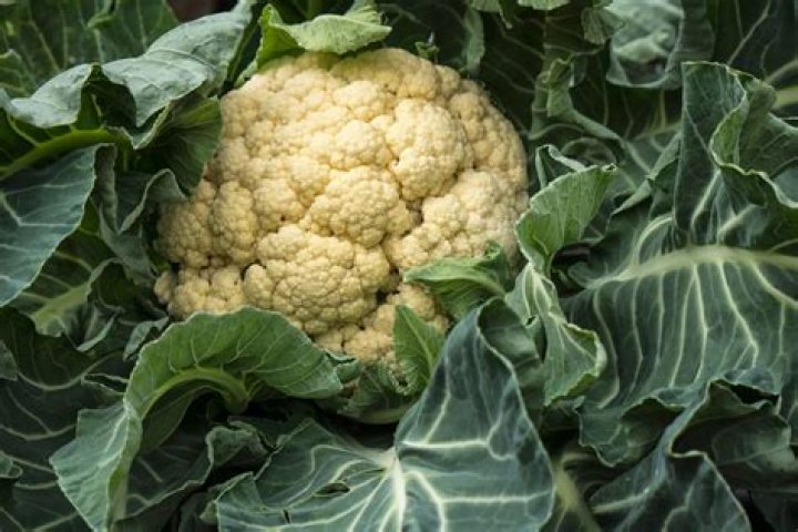 How heavy is a head of cauliflower?