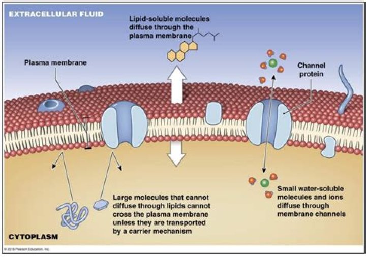 How is a cell membrane different from dialysis tubing