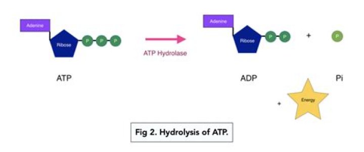 How is ATP created in the body?