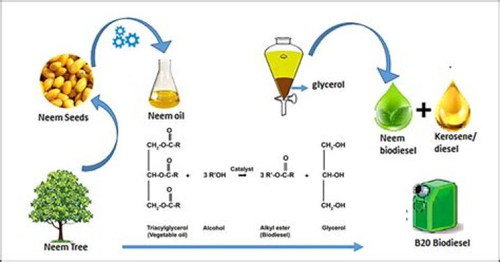 How is biodiesel synthesized
