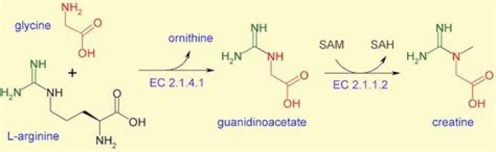 How is creatine made?