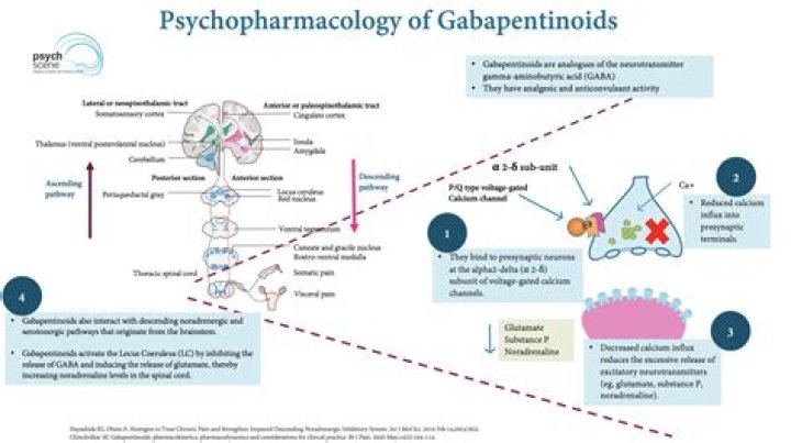 How is gabapentin eliminated