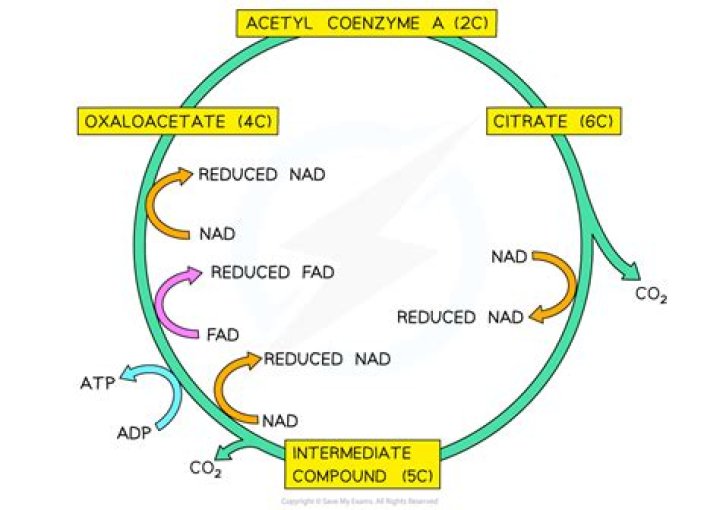 How is Oxaloacetate replenished? | ContextResponse.com