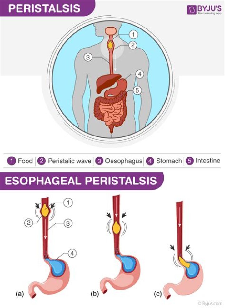 How is peristalsis controlled