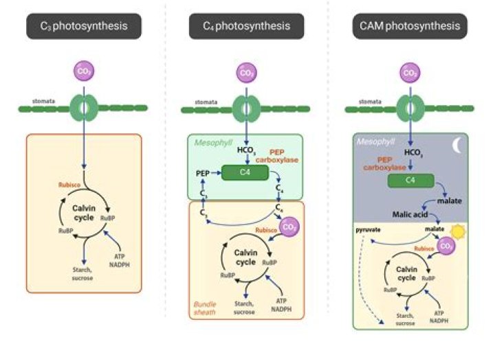 How is photosynthesis in CAM plants different from photosynthesis in c3 plants?
