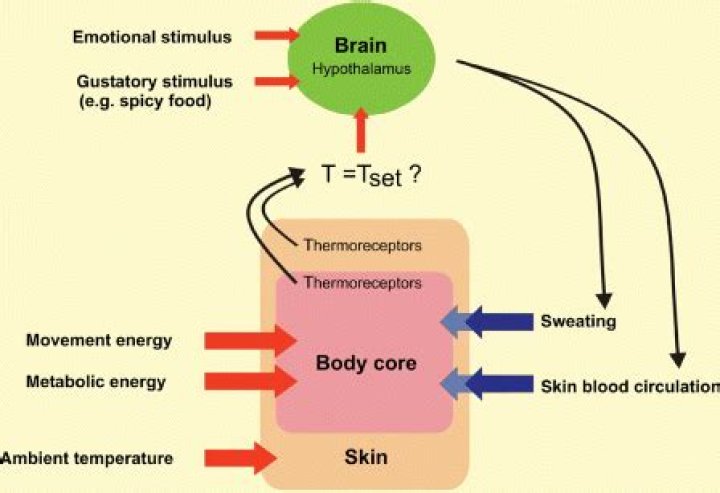 How is sweat produced