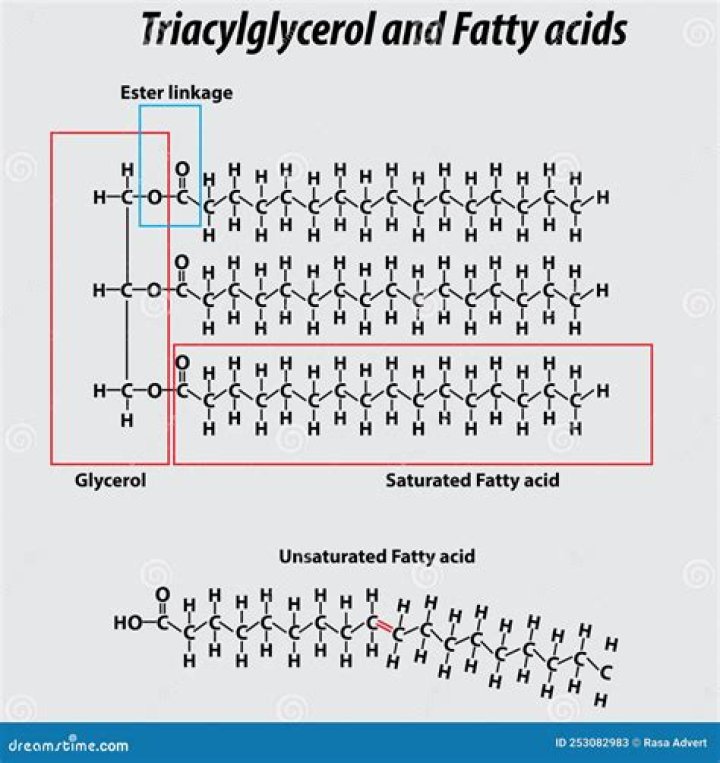 How is triacylglycerol formed
