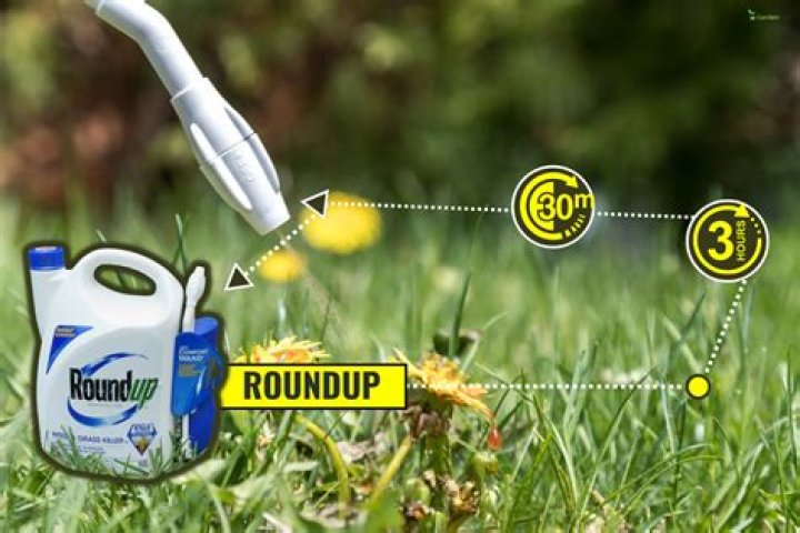 How long before Roundup is safe