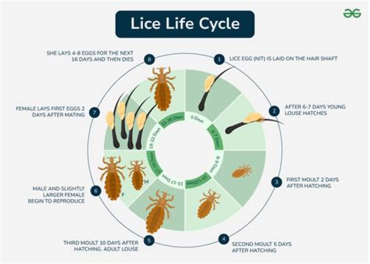 How long can lice live in a pool