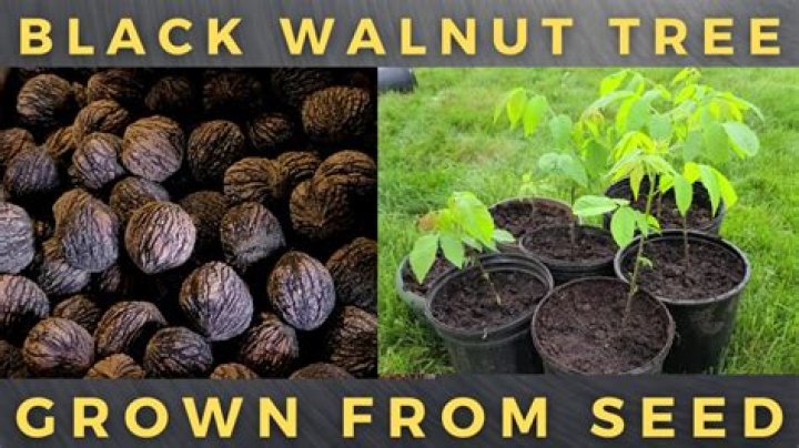 How long can you take black walnut