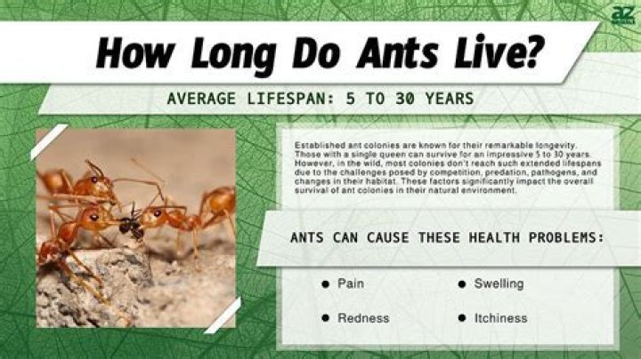 How long do ants live in gel ant farm