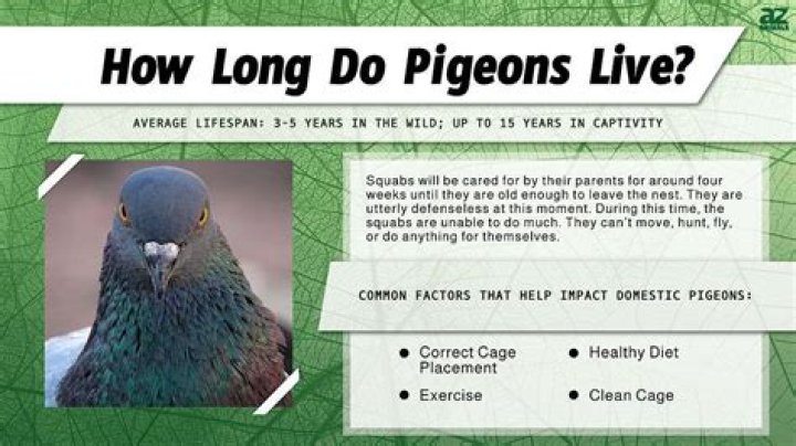 How long do homing pigeons live?