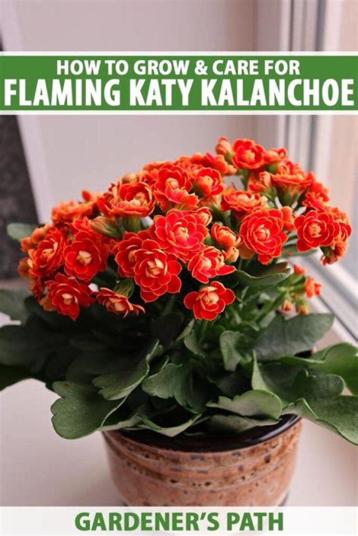 How long do kalanchoe plants last