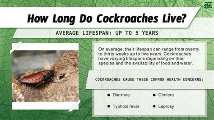 How long do Madagascar cockroaches live