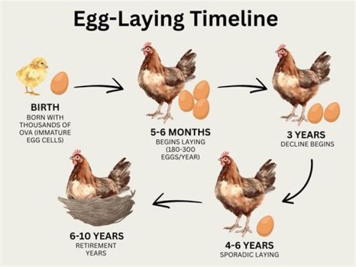 How long do pre cooked eggs last?