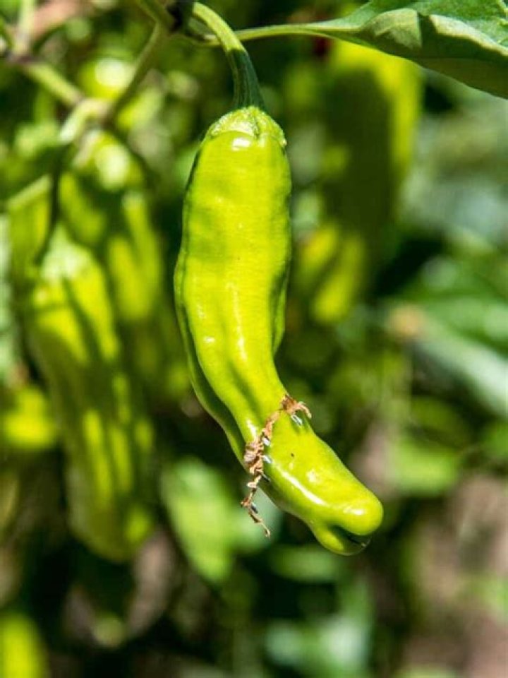 How long do Shishito Peppers take to grow