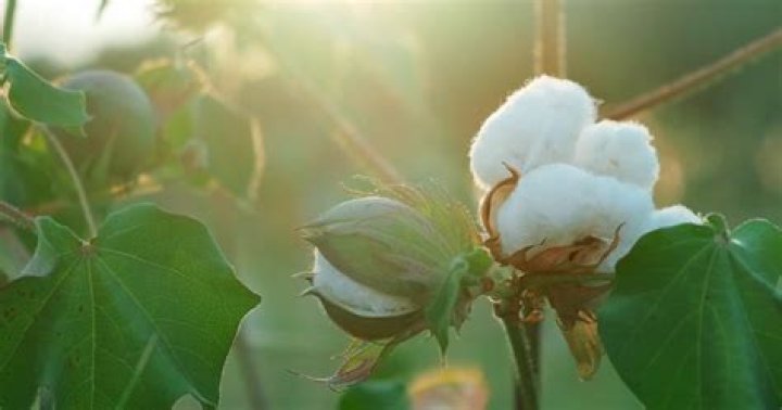 How long does it take a cotton plant to mature