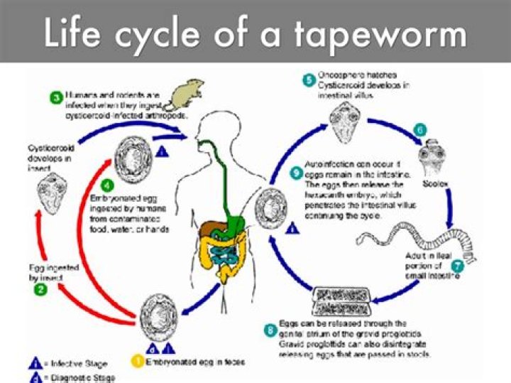 How long does it take a tapeworm to grow