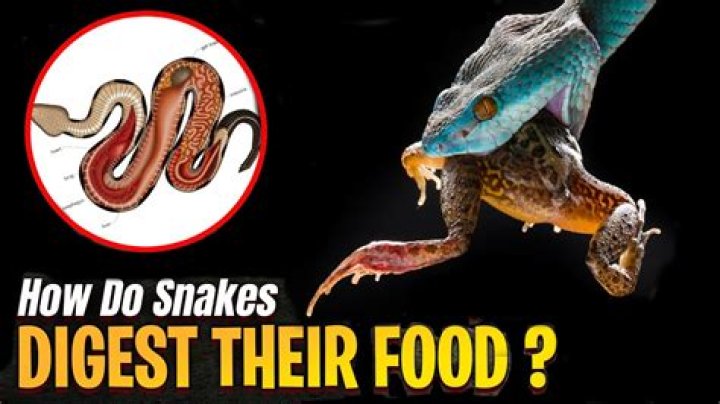 How long does it take for a snake to digest food?