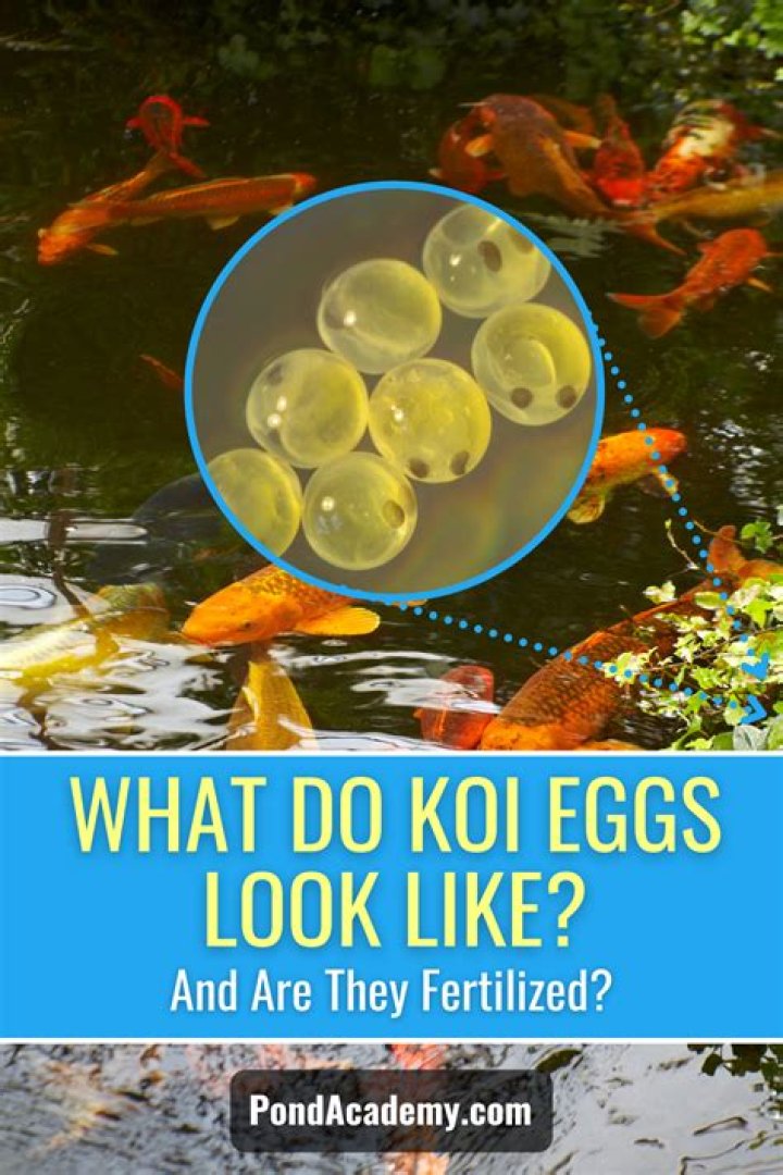 How long does it take for koi to lay eggs