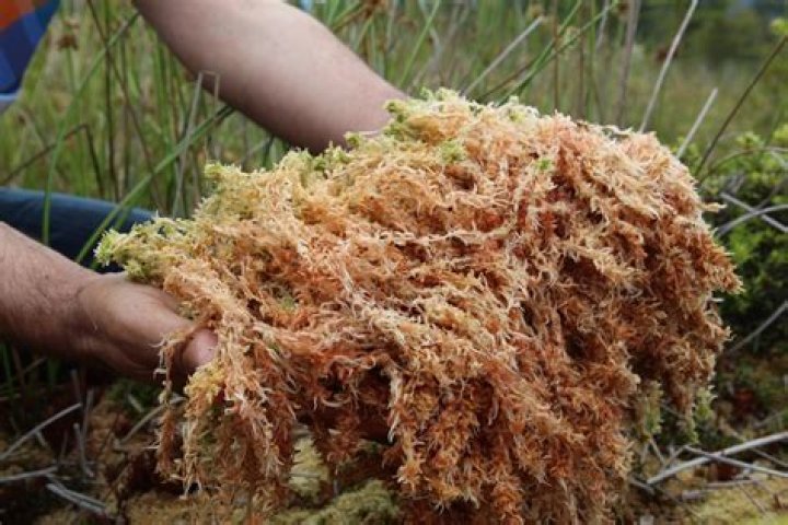 How long does it take for sphagnum moss to grow?