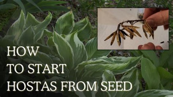 How long does it take hostas to grow