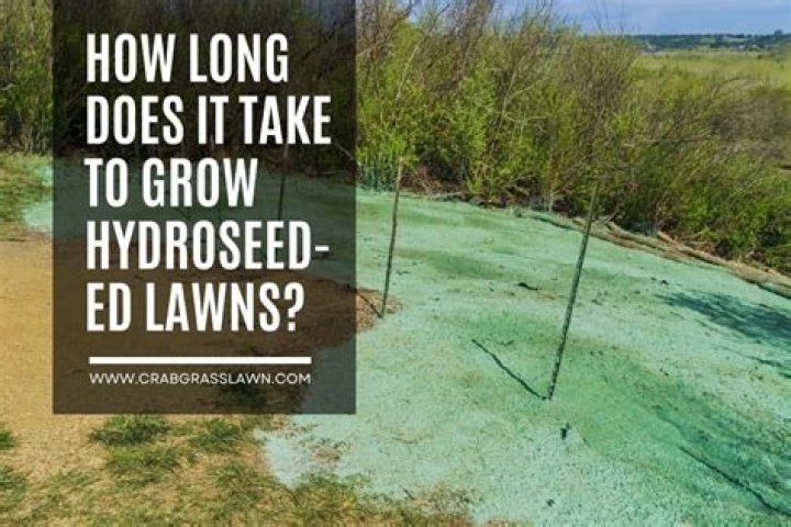 How long does Oleander take to grow