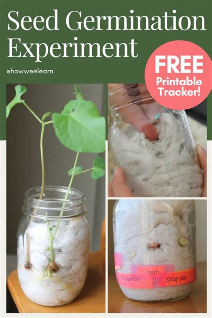 How long does seed germination take