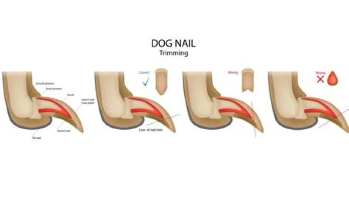 How long should dog nails be?