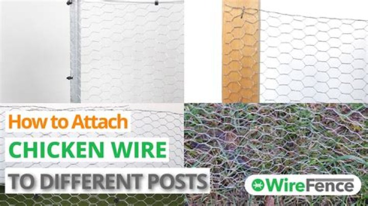 How long will chicken wire last