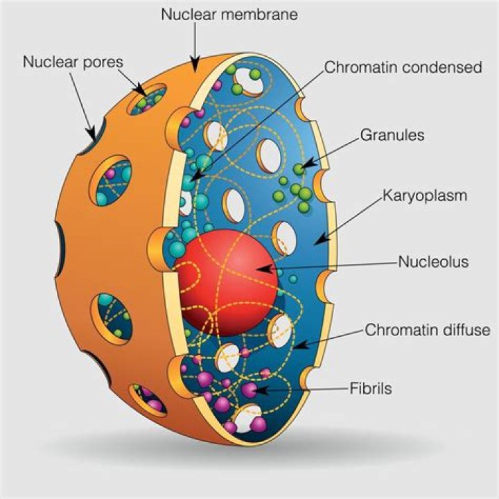 How long would DNA be if it were pulled from a human cell?