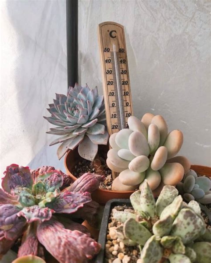 How low temperature can succulents survive