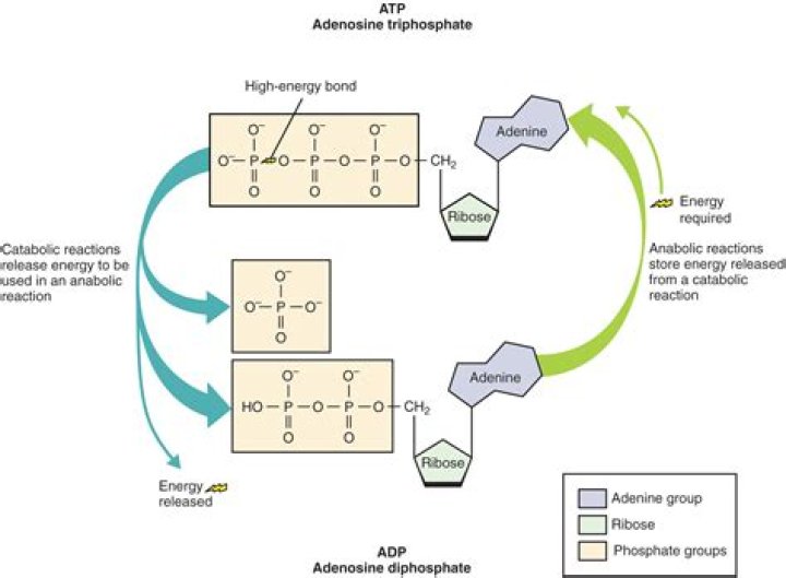 How many ATP are produced from a 17 carbon fatty acid