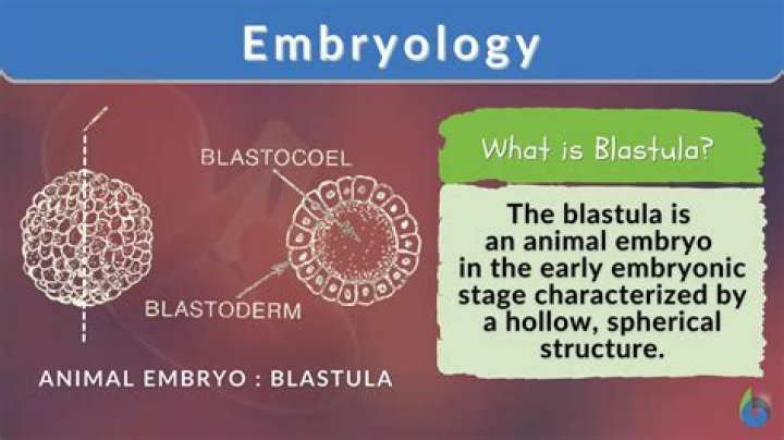How many cells are in a Blastula?