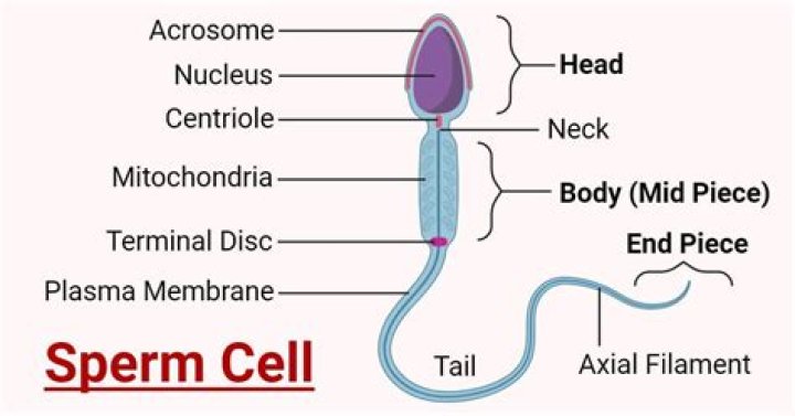 How many cells make up a sperm