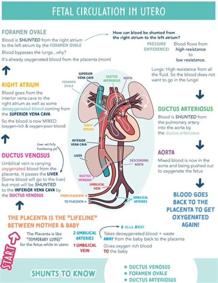 How many fetal shunts are there