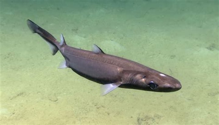 How many lobes does the liver have in a dogfish shark