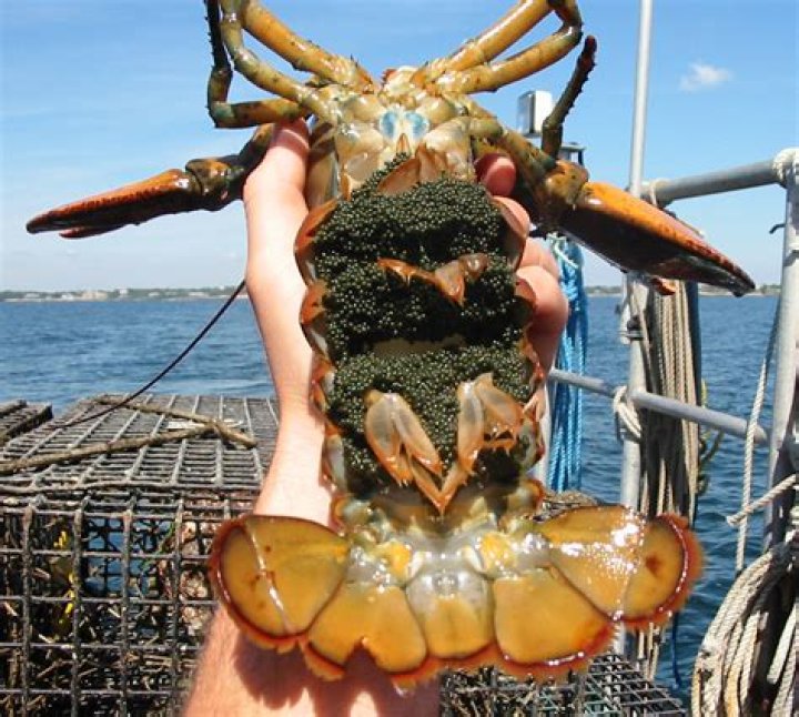 How many lobster eggs survive?