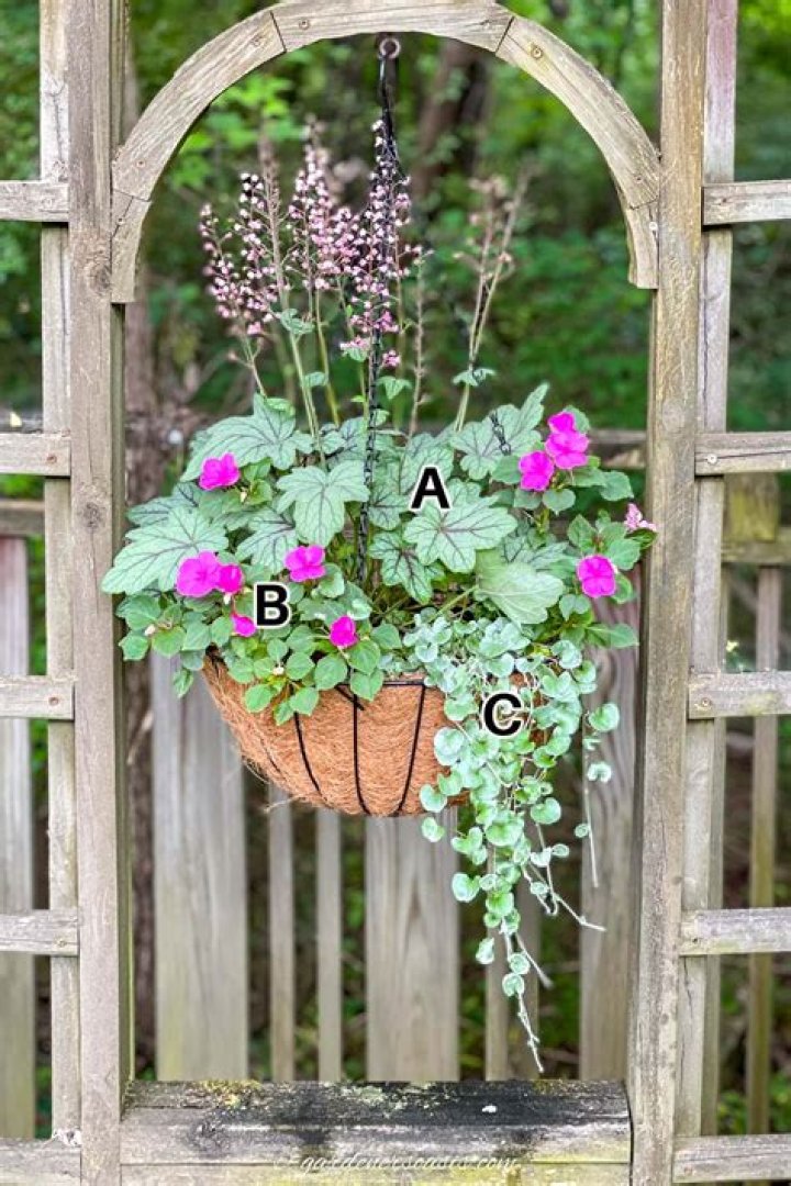 How many trailing begonias are in a hanging basket?
