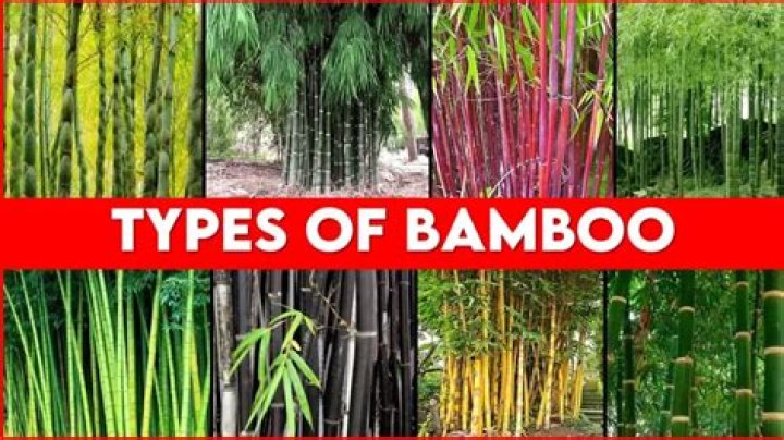 How many types of bamboo are there