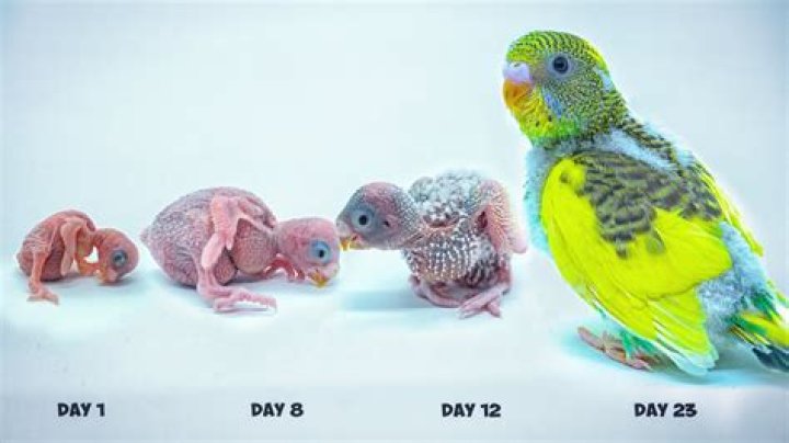 How much do budgerigars cost?