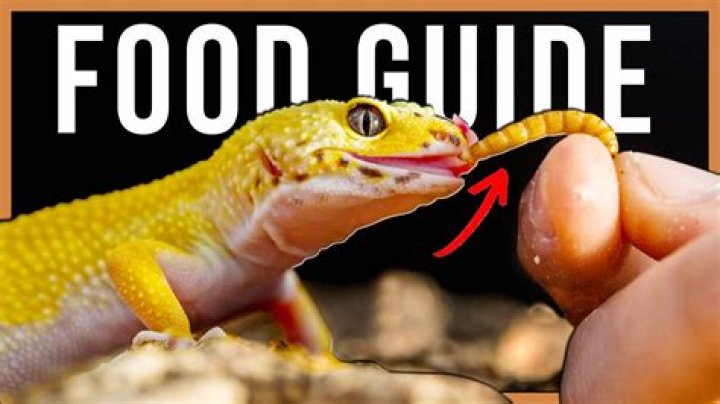 How much do leopard geckos sell for
