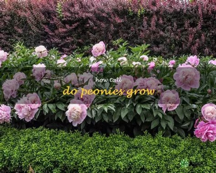 How much do peonies spread