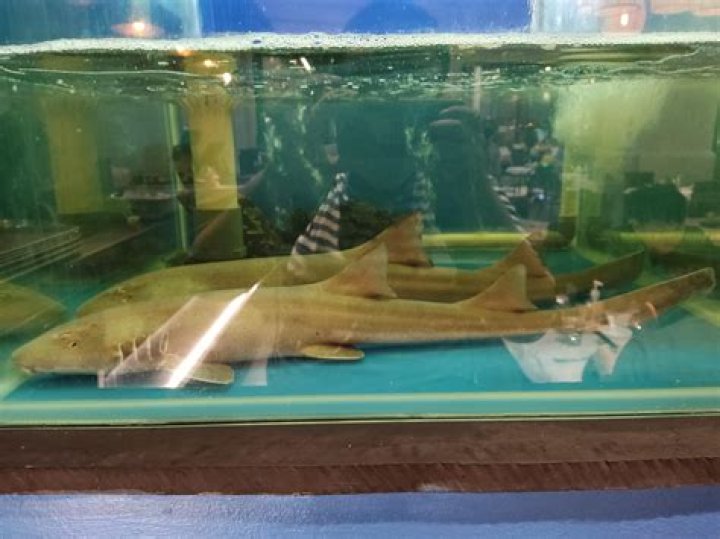 How much does a bamboo shark cost